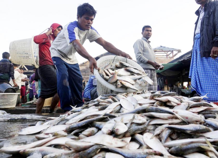 Ministry of Agriculture, Livestock and Irrigation (MOALI) will provide necessary assistance to fish farmers so that they can resume exports to Saudi Arabia