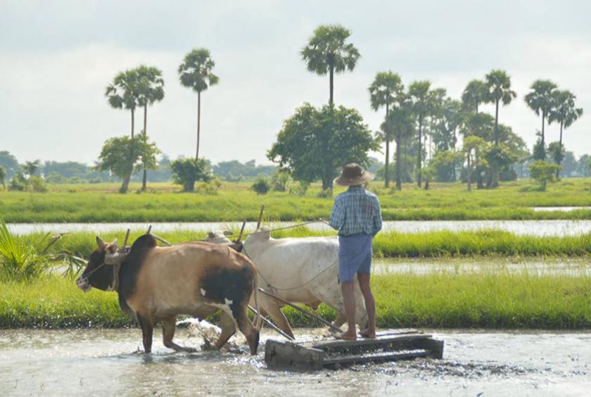 Myanmar Agricultural Development Bank will provide Ks 1,747 billion in agricultural loans for farmers in the current 2019 – 2020 fiscal year