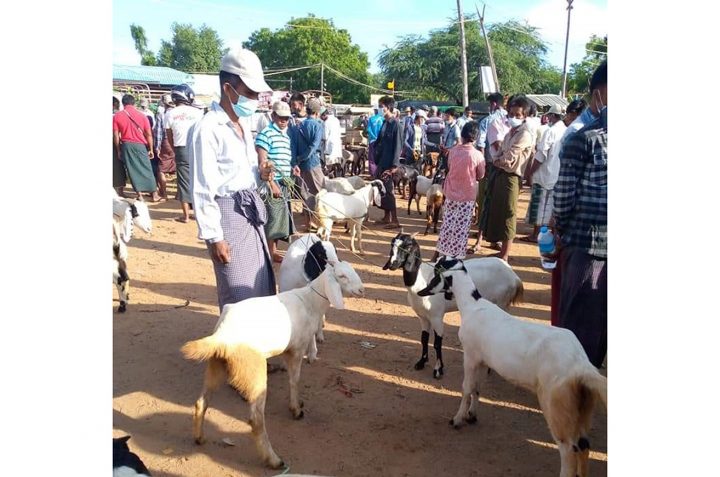 Goat, cattle exporters call for regulatory relief and market creation in domestic meat market