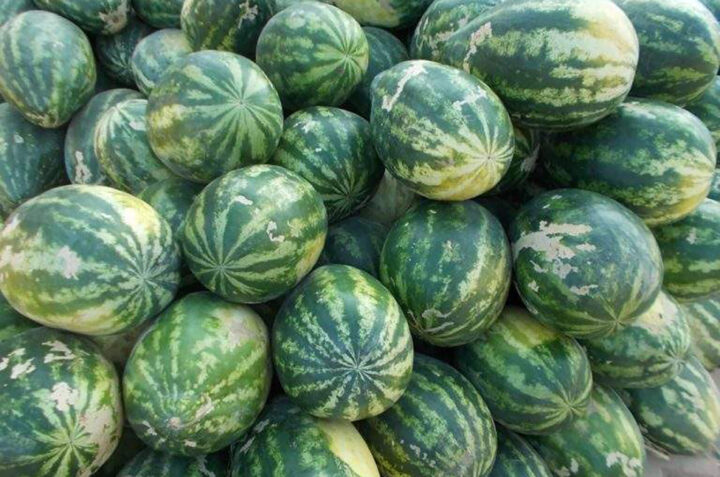 Myanmar will start export seedless watermelon to Dubai market in the early of December 2020