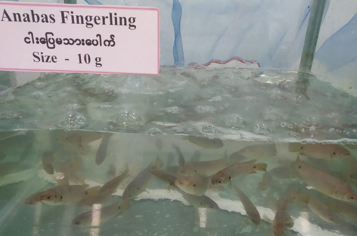Myanmar is endeavouring to penetrate US fish and seafood market with local fisheries exports to effectively mitigate the impacts of the pandemic