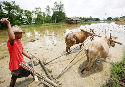 Myanmar's rice exports can still recover although more than 60,000 acres have been destroyed by the flood: General Secretary of Myanmar Rice Federation 