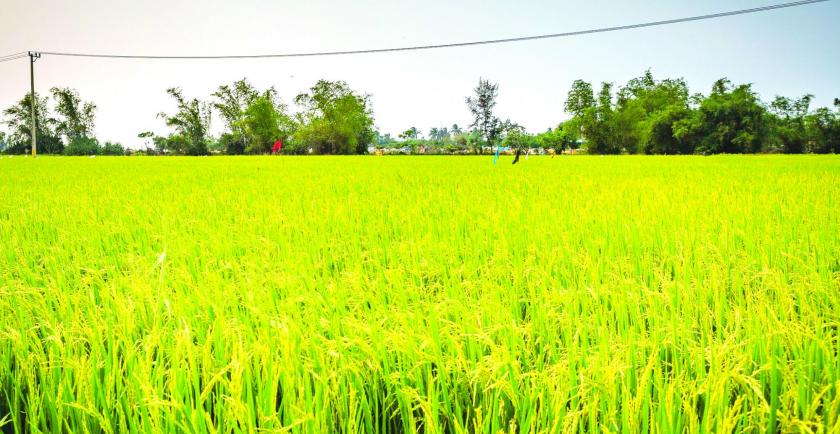 In partnership between farmers and Myanmar Rice Federation (MRF), Global World Insurance will provide crop insurance services for contracting farming 