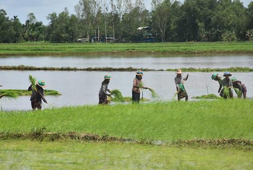 Myanmar government authorities are taking measures to stop paddy export via illegal routes (U Yan Naing Tun, Permanent Secretary of Ministry of Commerce) 