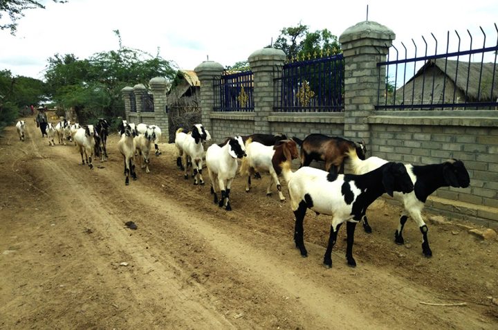 The domestic goat market is on downward trend due to the COVID – 19 crisis 