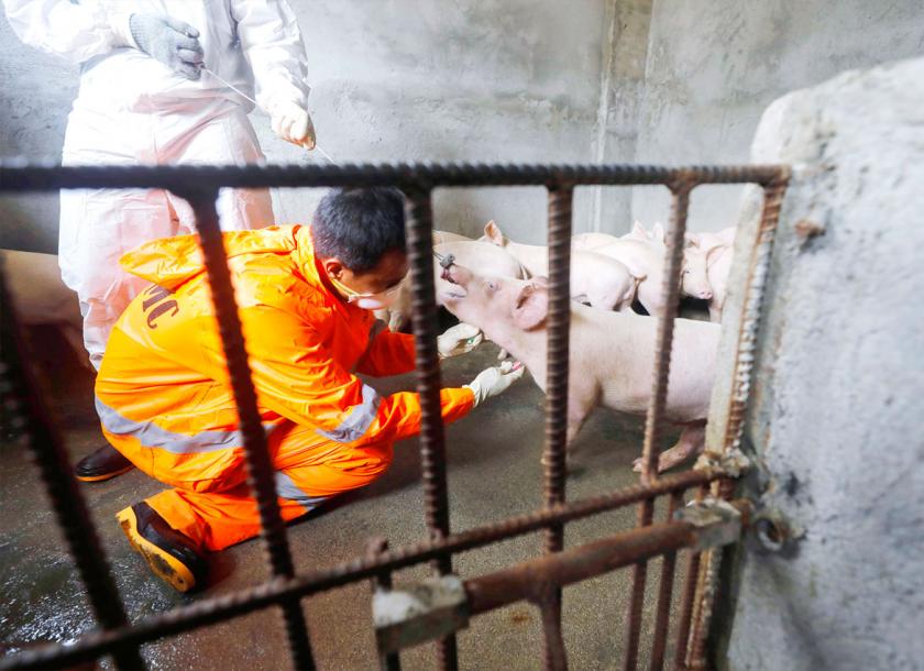 Myanmar Pig Breeders and Producers Association called Government authorities to halt pig imports temporarily in order to prevent swine fever and reduce illegal trading  