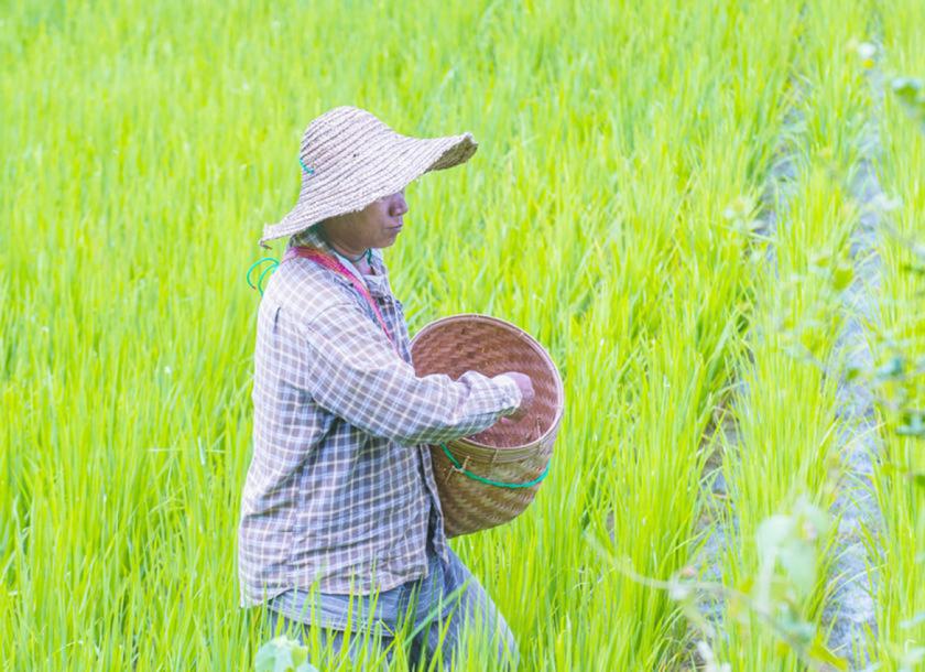 Myanmar Agriculture Development Bank (MADB) revised the farmers’ loan system from the group-based lending system to an individual based system, so that farmers can provide their own guarantees (Daw Khin Nan Myint, Deputy General Manager of MADB)