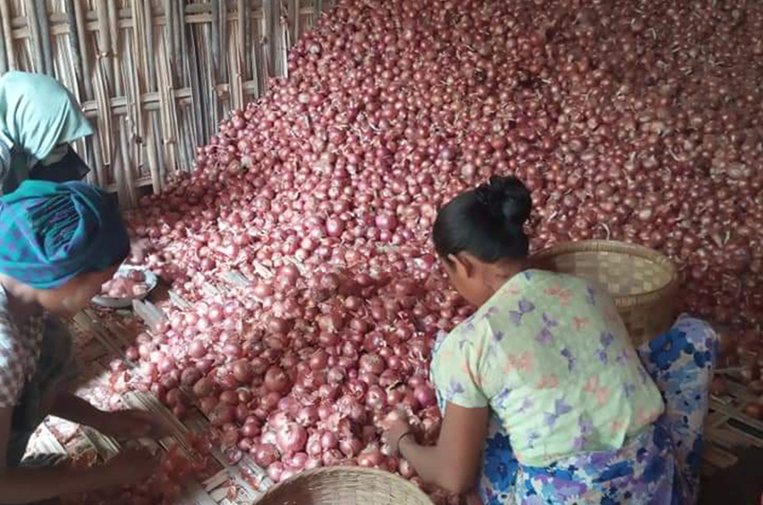 Local onion growers are facing the difficulties with their onion cultivation businesses due to the significant decline of foreign demand during the outbreak 