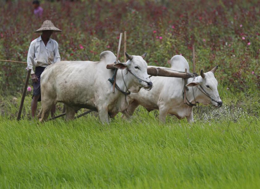 Myanmar Livestock sector decline may pose longer term food security issues as the result of COVID – 19