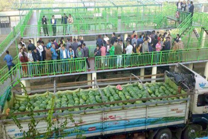 Regional government will deport illegal aliens who are working at watermelon and muskmelon farms and using illegal pesticides in Sagaing 