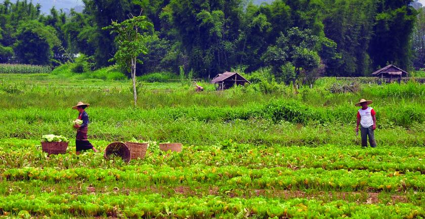 To promote Myanmar’s agriculture sector, Department of Cooperatives in the Ministry of Agriculture, Livestock and Irrigation provides loans to assist farmer coops