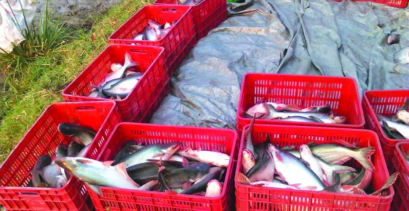 Mandalay Regional Government will fine fish breeding ponds that use farmland about one million kyats 