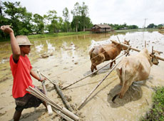 Myanmar's rice exports can still recover although more than 60,000 acres have been destroyed by the flood: General Secretary of Myanmar Rice Federation 