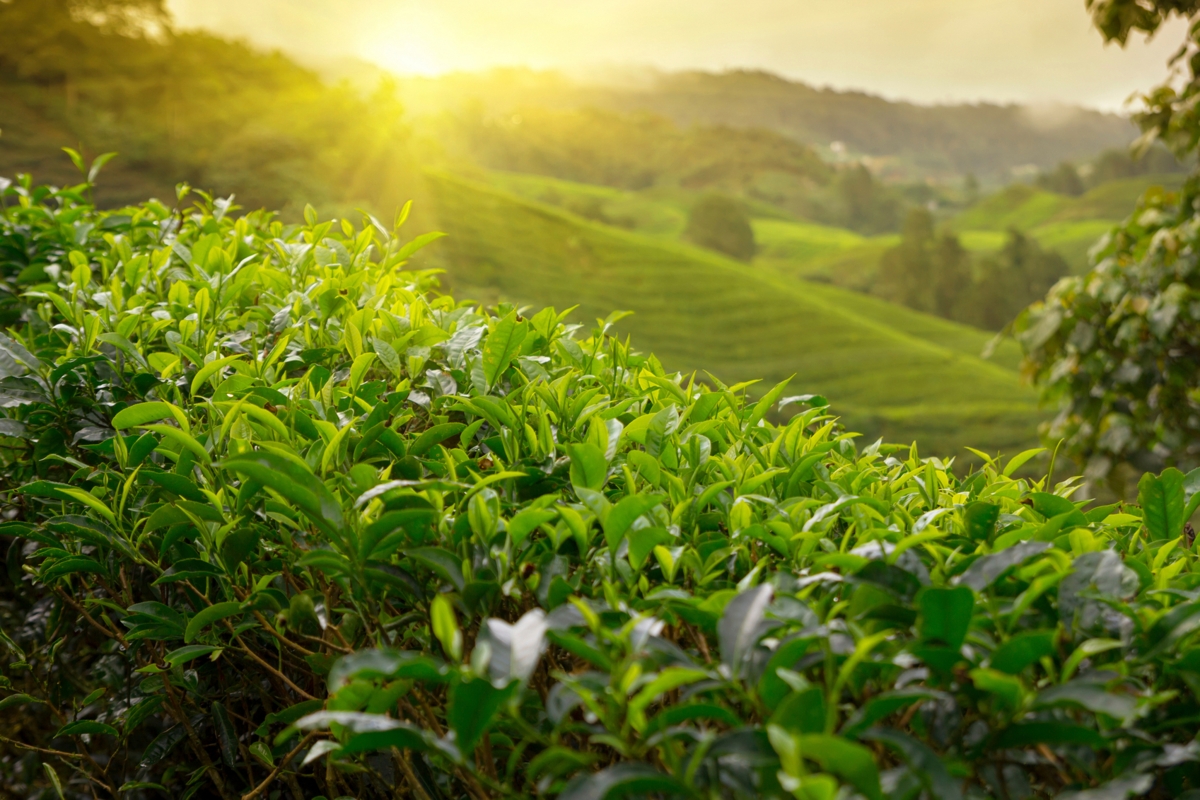 Myanmar authorities are preparing to export organic green tea to Germany in September (U Hla Baw, President of Pindaya Tea Cluster (PTC)