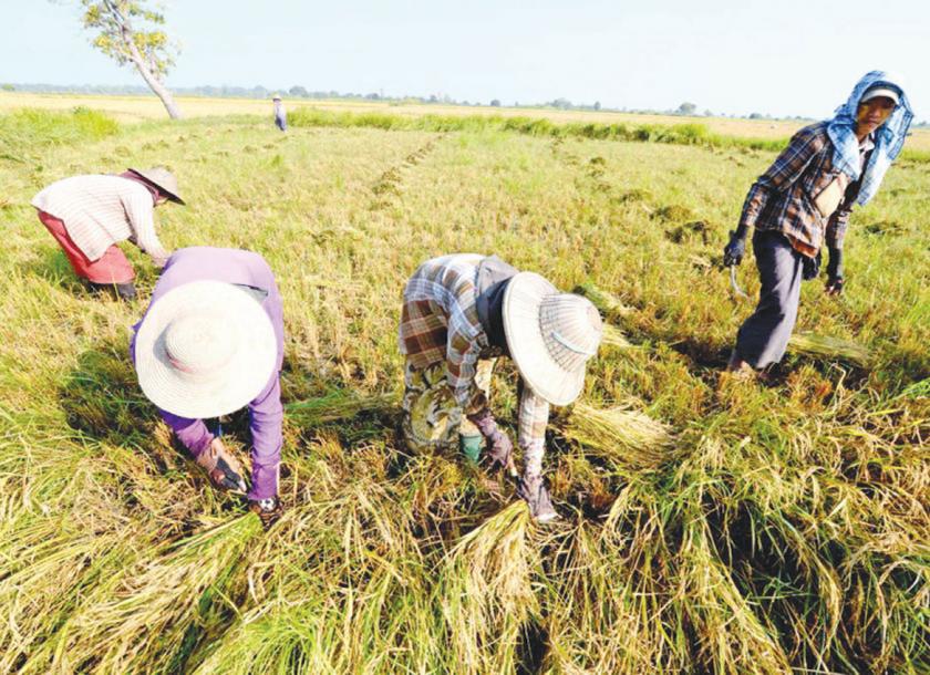 Ministry of Planning and Finance has approved a two year crop insurance project to protect farmers as a result of erratic weather conditions in Myanmar