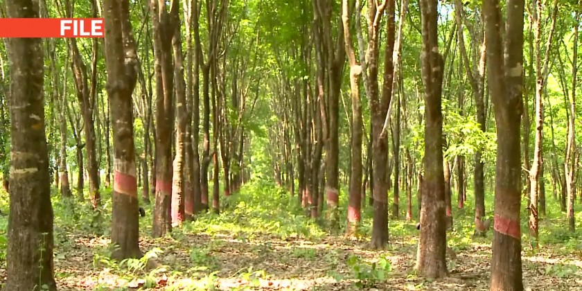 International Rubber Conference and annual meeting will be held in Nay Pyi Taw with the aim to extend extra visions for all rubber planters and producers in Myanmar  
