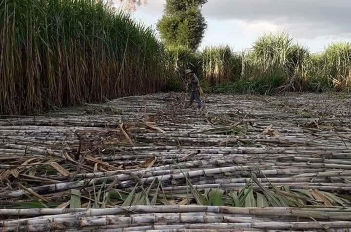 The new sugar price expected to fetch good price at the end of December 2020