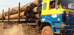 Myanmar Government lifted the ban on the exportation of raw teak and timber from state and privately-owned plantations 