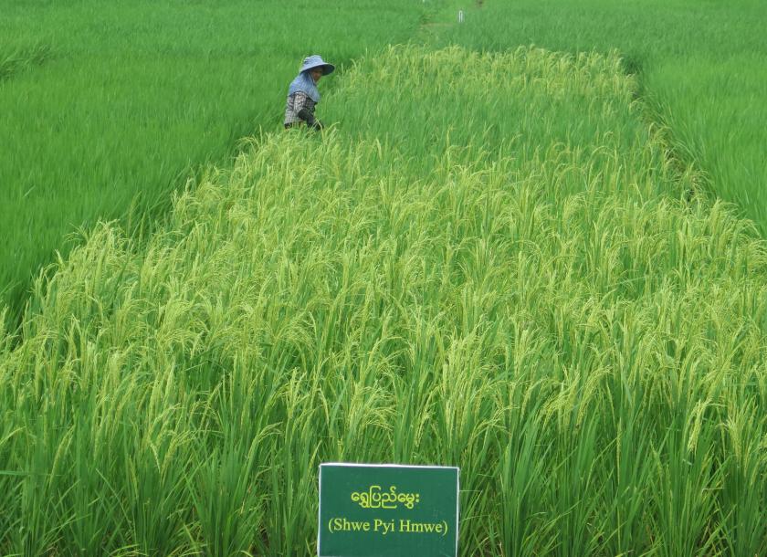 As the agriculture sector is the main driver of the country’s economy and food security, Myanmar must promote the cultivation of new plant species and seeds production