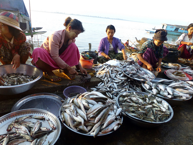 Myanmar’s export value of fisheries products to Bangladesh via Maungdaw border trade reached over USD $ 700,000 in August 2019 