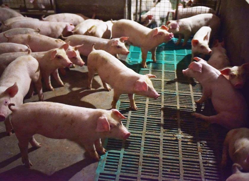 Swine industry faces difficulties due to the rampant illicit export of pigs from Thailand to Myanmar