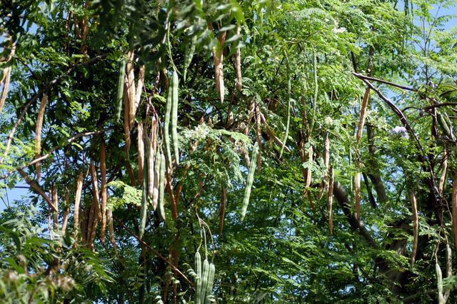 Due to the high demands from foreign countries, Myanmar will export Moringa oleifera, or drumstick trees to Japan for the first time from June onward 