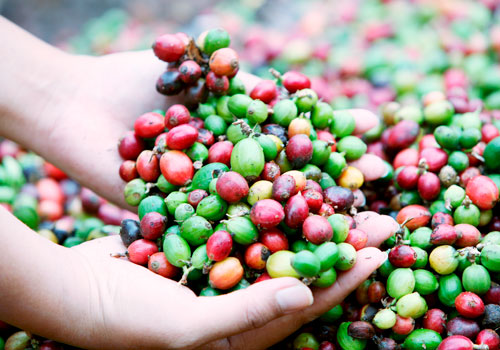Although coffee can be one big export product in the future, the industry needs support from the government to produce crops and protect local growers before competing in the international market (U Ye Myint, Chair of Myanmar Coffee Association)