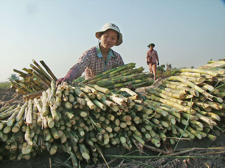 Myanmar government plans to boost sugar production to reduce reliance on sugar import