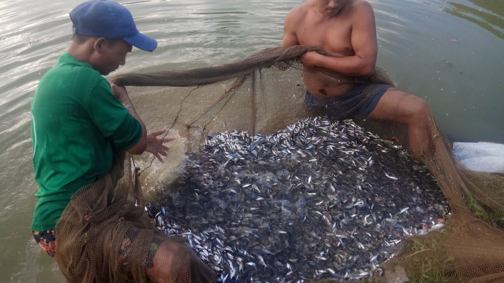 Myanmar fish breeders are preparing to adhere to Good Aquaculture Practice (GAQP) system to ensure Myanmar fishery products meet the regulations of European Union market and other importing countries 