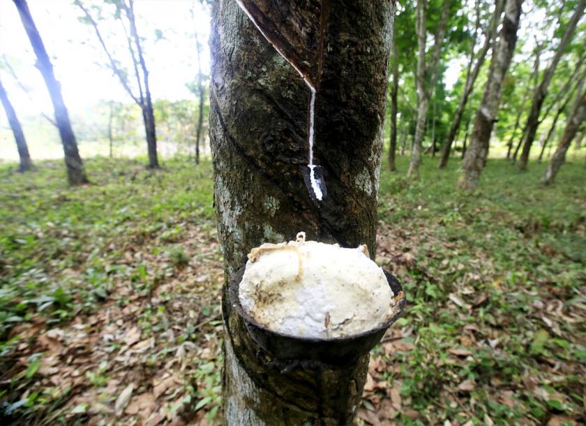 Myanmar rubber industry will benefit from better development of technology, access to rubber species and better market penetration from Natural Rubber Producing Countries (ANRPC) membership