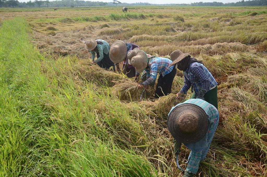 Myanmar’s maritime export of rice accounts over 85 percent in the current 2019 – 2020 fiscal year 