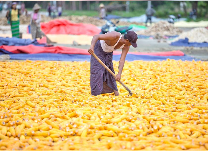 Myanmar’s corn exports to Thailand exceeded over 1.49 million tonnes in the ten months of the current 2019 – 2020 financial year 