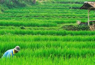 Myanmar Rice Federation (MRF) suggested a new agricultural loan scheme to farmers who own more than 10 acres of land to the government