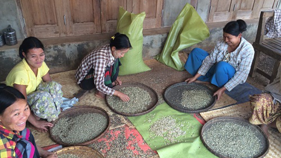 Due to the lack of technology and a strong market, coffee growers and producers are still facing the challenges despite Myanmar has more than 35,000 acres of coffee plantations which can produce 12,000 tons of coffee per yield 