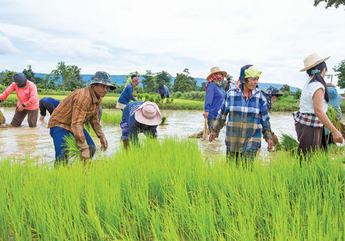 Developing an organic market for Myanmar’s agricultural products will help boost the value of local crops produced for export purposes and farmers’ standard of living