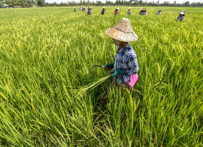 Shwebo Rice Trading Center is planning to change its corporate status to public to be on par with other trading centers in Myanmar which will help elevate the center’s presence in the international market and make easier to conduct export activities 