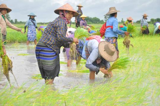 After India implemented some restrictions, Myanmar turns to marketable crops to penetrate international markets