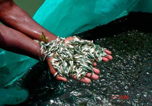 Ministry of Agriculture, Livestock and Irrigation will provide fish seeds for 15,000 acres of fish breeding ponds 