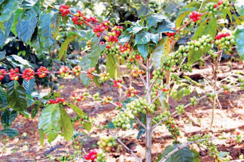 Myanmar Coffee Association expected export market recovery in the coming months of current fiscal year 