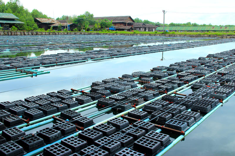 Joint venture between Malaysia’s TEXCHEM and Myanmar Sustainable Aquaculture Program (MYSAP), crab hatchery to be piloted in Labutta district, Ayeyarwaddy Region in April in order to make crab production sustainable 
