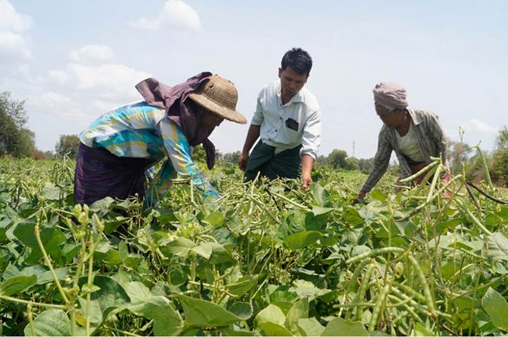 Myanmar exports agricultural products which worth USD $ 3.3 billion in the current financial year 