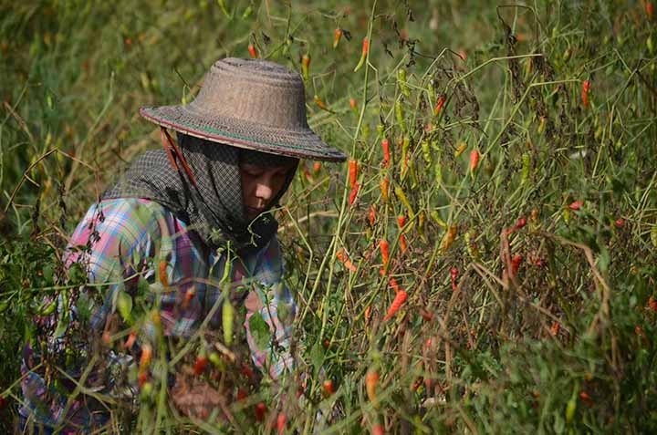 The price of Myanmar fresh chili is on the rise due to the demand from China and Thailand
