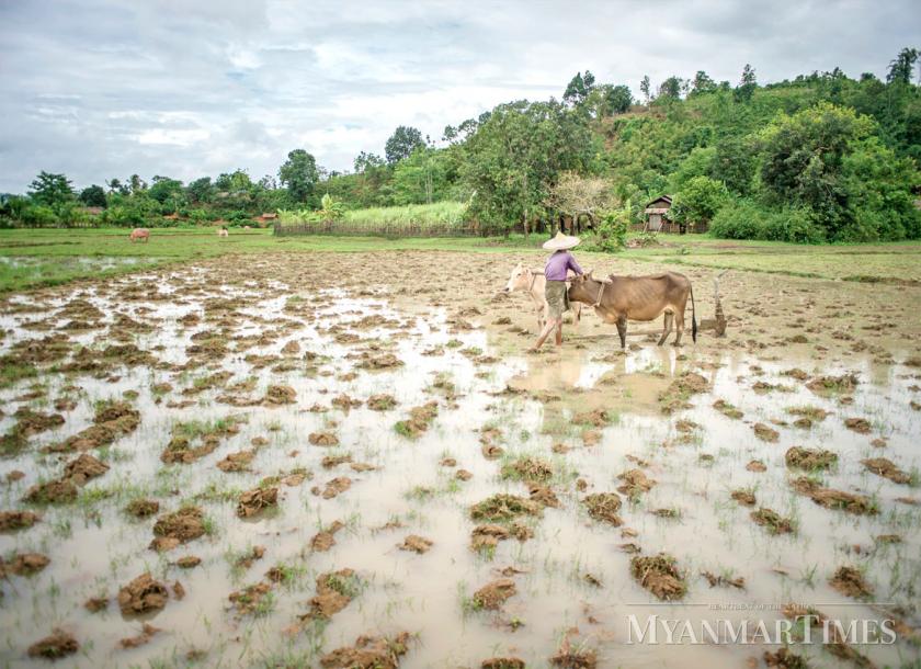 Myanmar authorities will launch a livestock insurance policy by the end of this year so that breeders can receive loans from the banks to grow their herd 