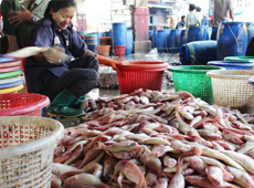 EU Gives Myanmar the Green Light for Fish Exports