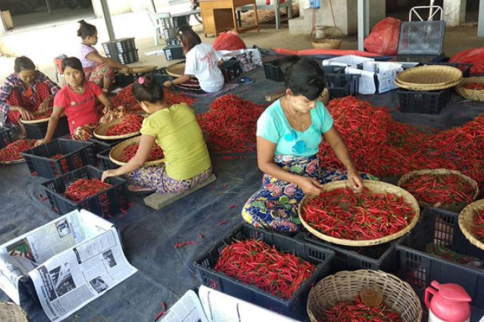 The chili price in the markets in Mandalay doubled from the level recorded during the same period of last year 