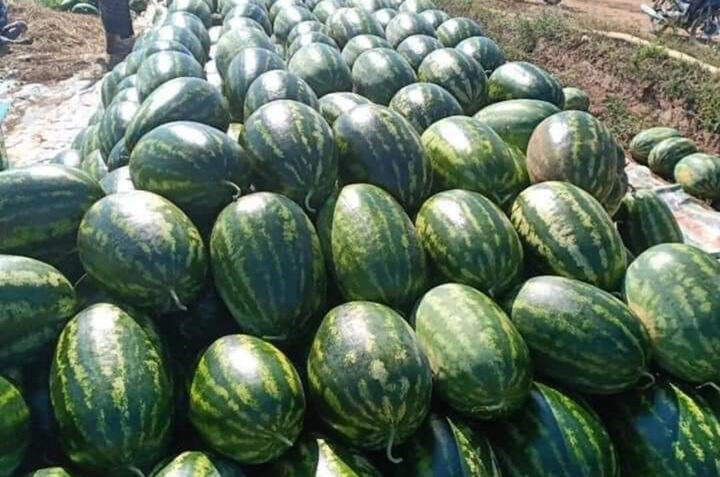The price of watermelon exported to China reached the highest level in the seven years