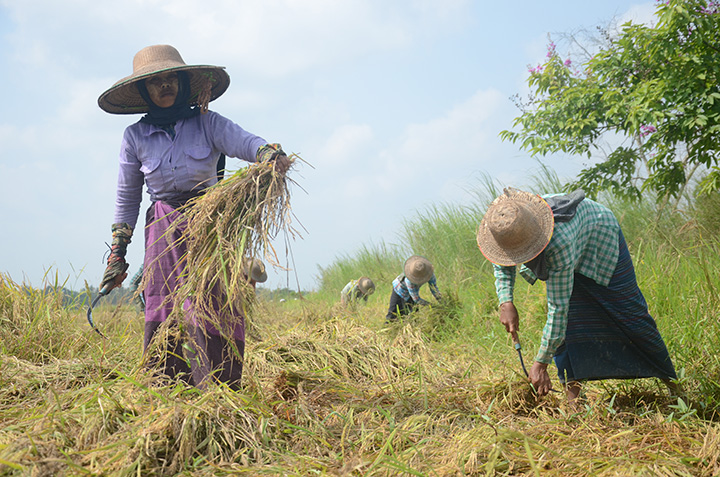 The Ministry of Agriculture, Livestock and Irrigation is planning to give around 1,980 billion Kyat in agricultural loans to farmers this fiscal year 