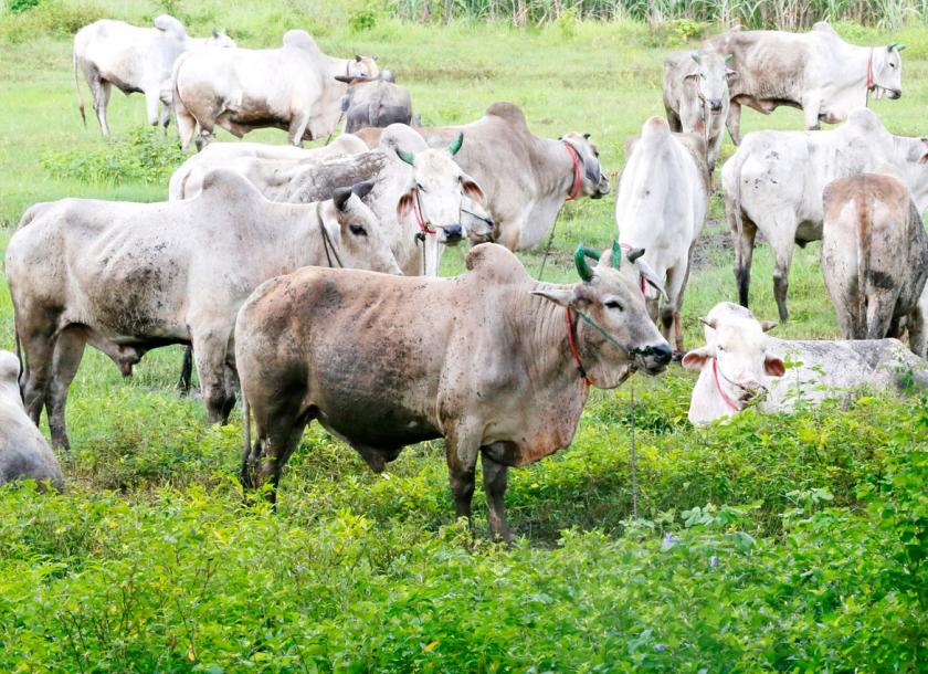 Myanmar and China authorities will be signed a bilateral agreement for trading cattle at the border area due to the high demand from China 