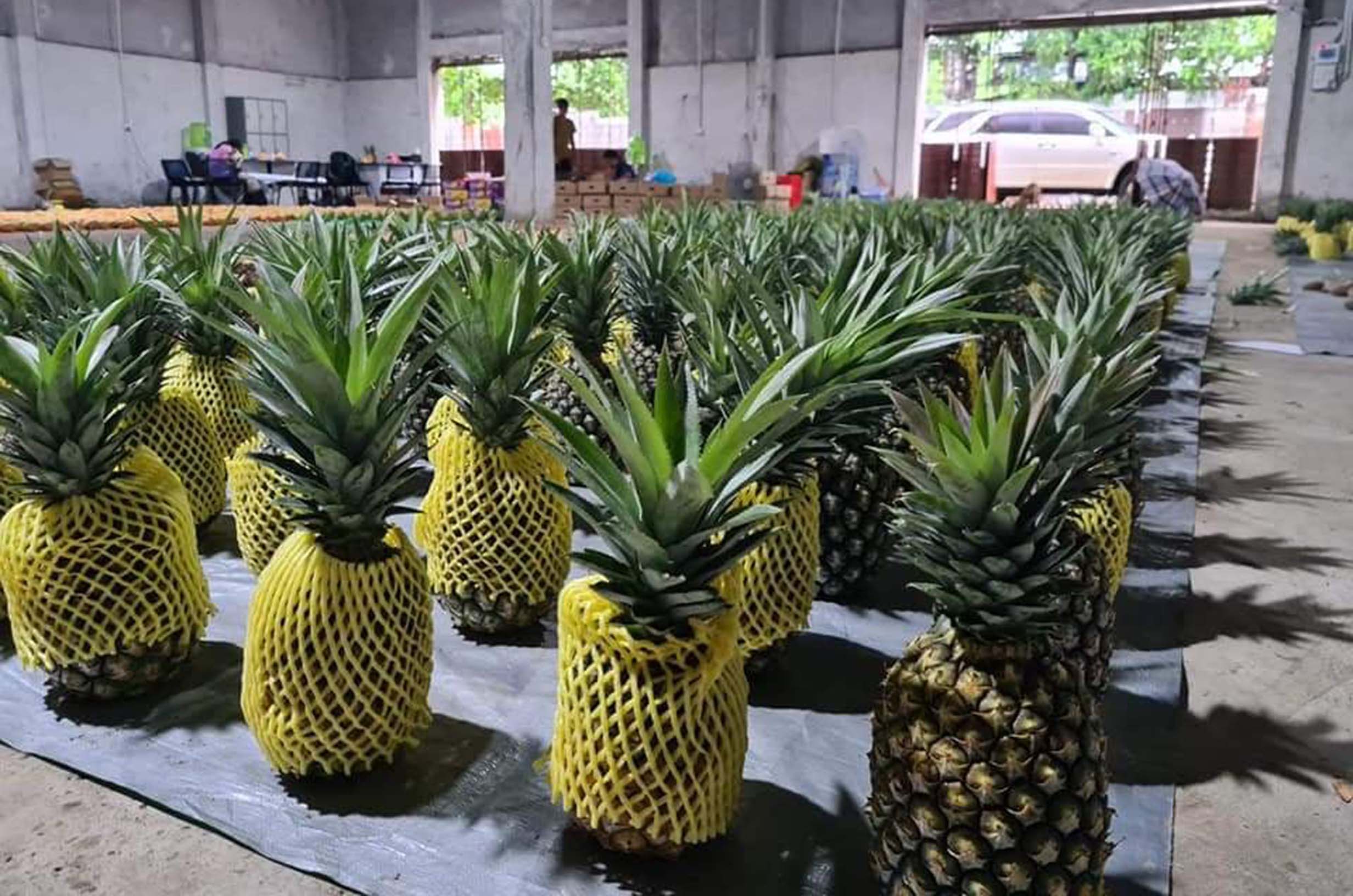 The pineapple exporters eye legitimate export channel to China 