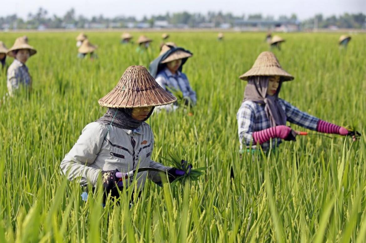 European Union will reinstate duties on rice from Cambodia and Myanmar after a surge in cheap imports that hurt European producers 